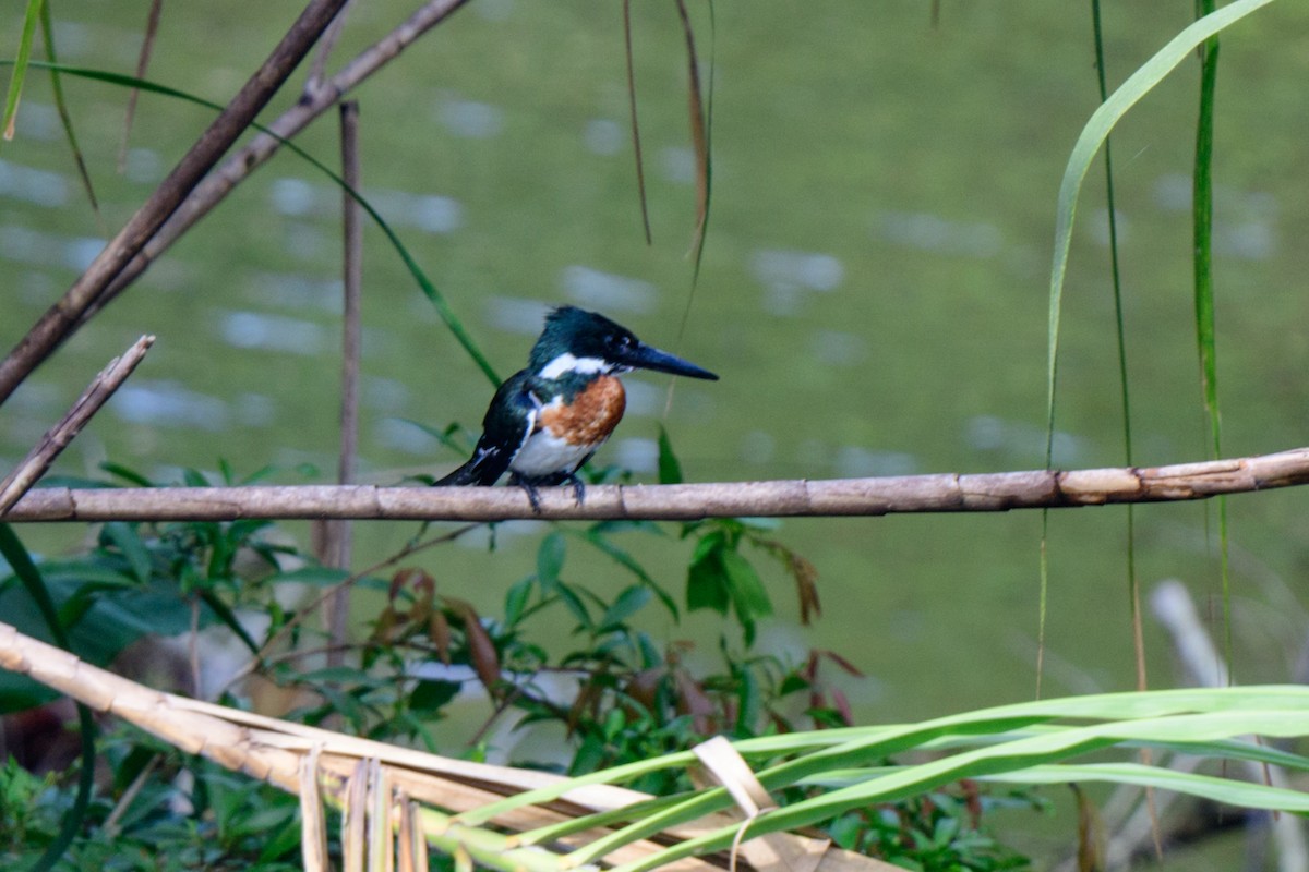 Martin-pêcheur d'Amazonie - ML620494587