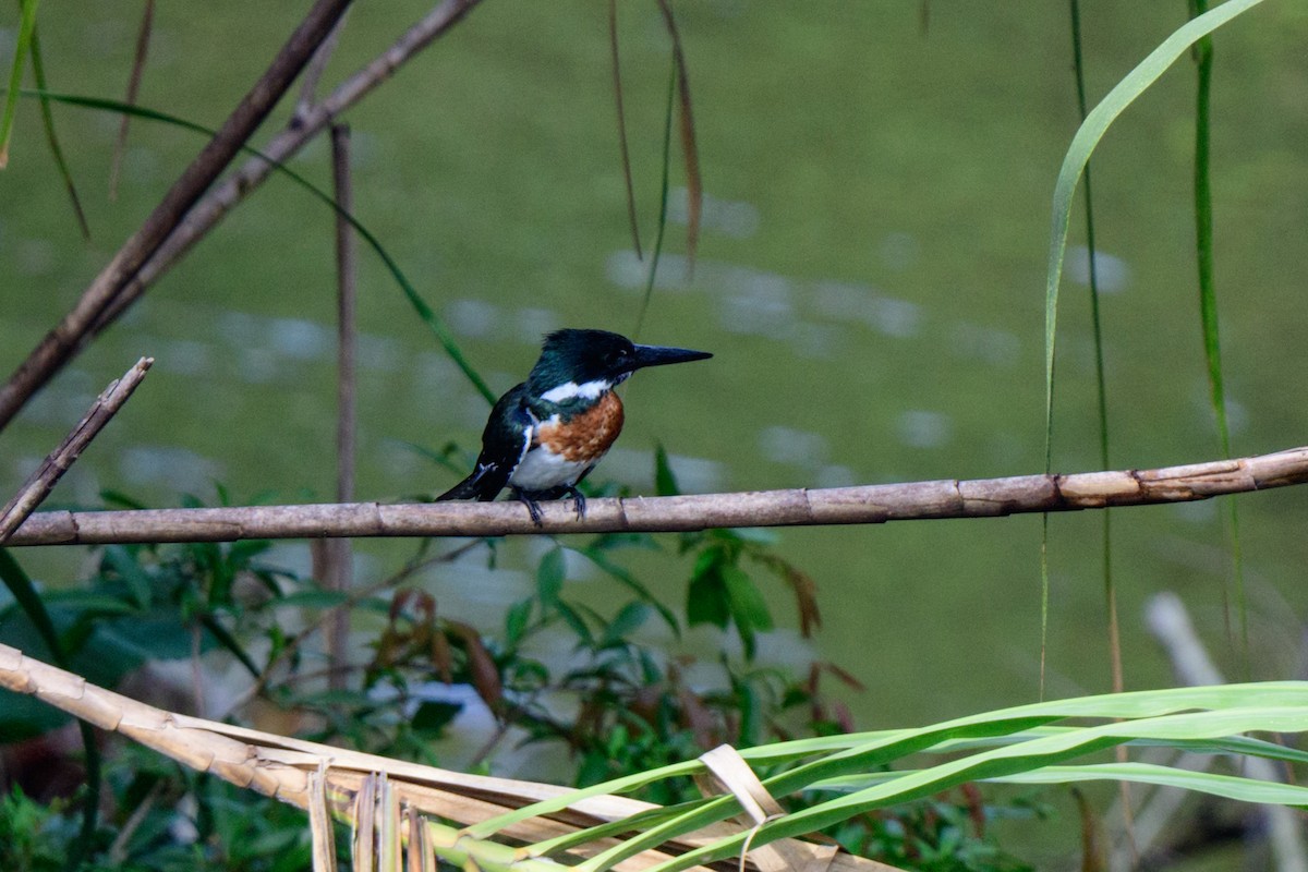 Martin-pêcheur d'Amazonie - ML620494588