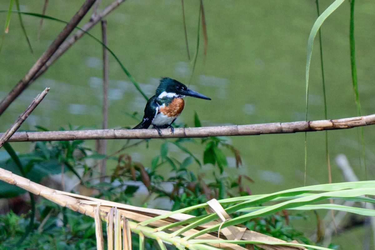 Amazon Kingfisher - ML620494589