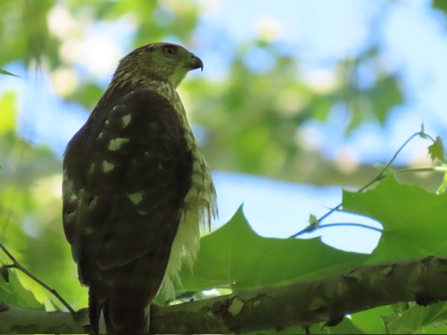 Cooper's Hawk - ML620494592