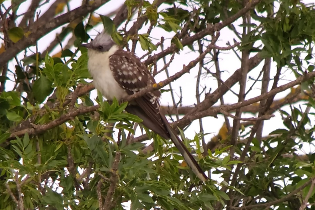 Great Spotted Cuckoo - ML620494594