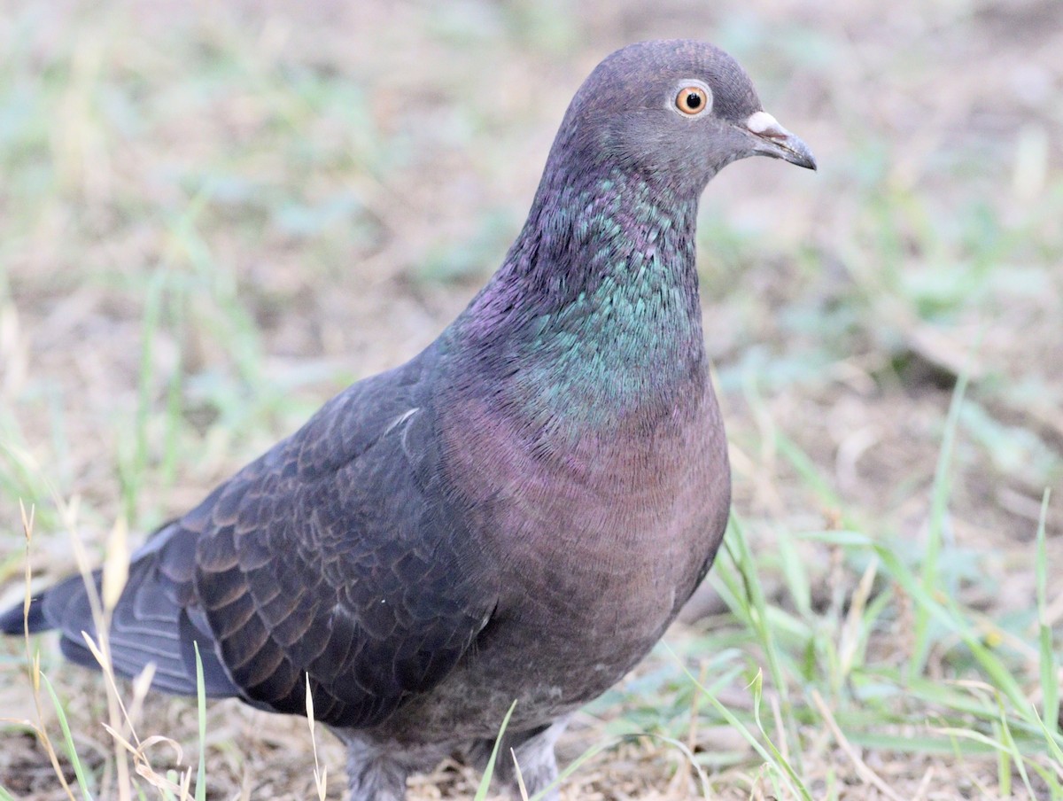 Rock Pigeon (Feral Pigeon) - ML620494603