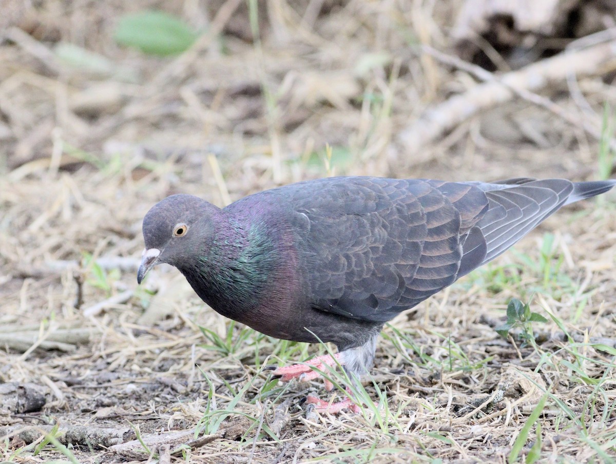 Rock Pigeon (Feral Pigeon) - ML620494604