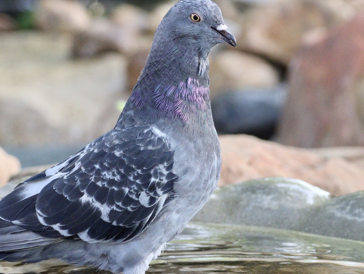 Rock Pigeon (Feral Pigeon) - ML620494605