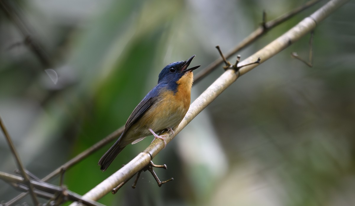 Large Blue Flycatcher - ML620494607