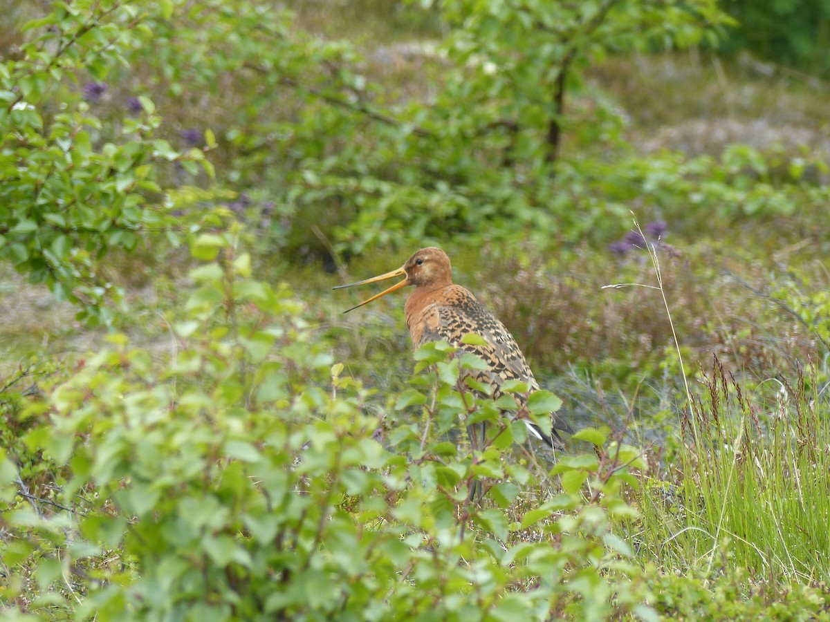 Black-tailed Godwit (islandica) - ML62049461