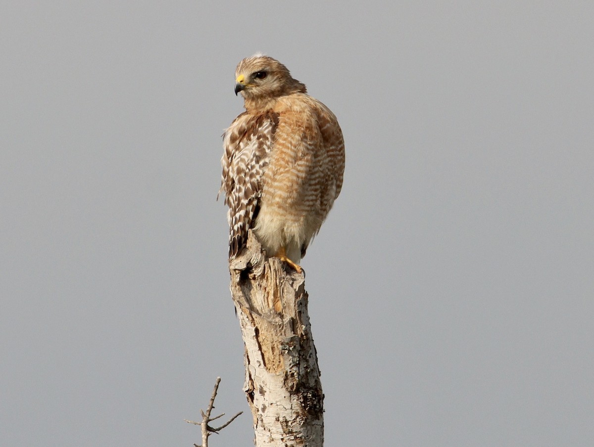 Red-shouldered Hawk - ML620494612