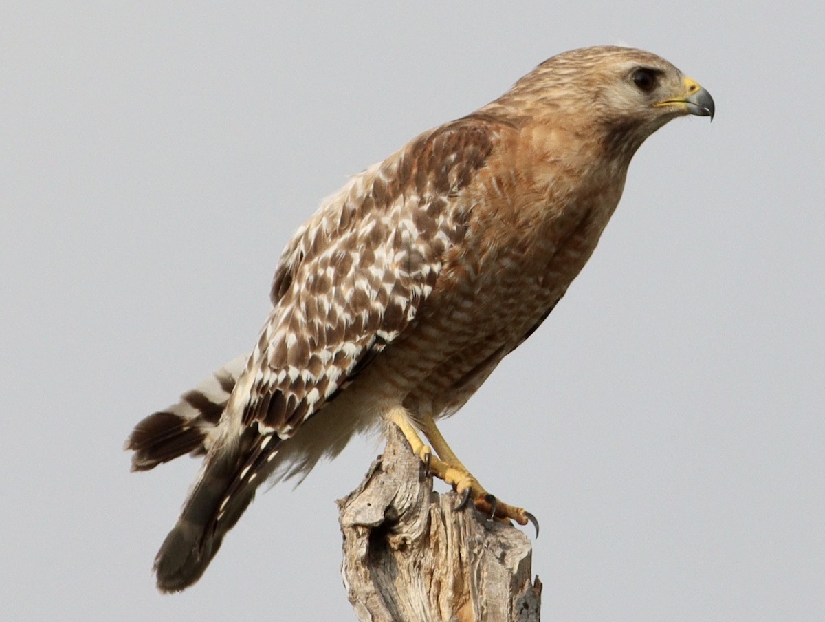 Red-shouldered Hawk - ML620494613