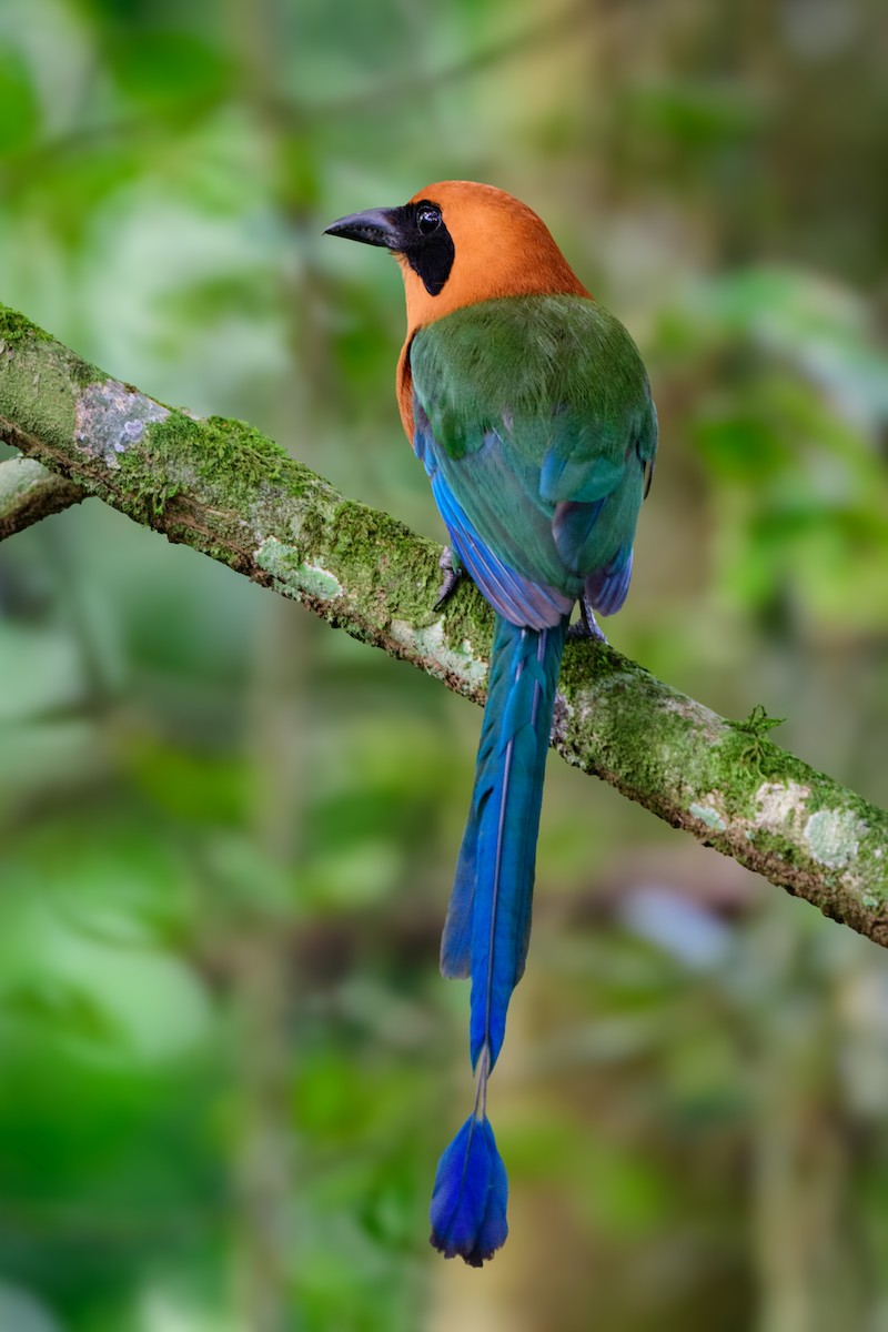 Zimtbrustmotmot - ML620494616