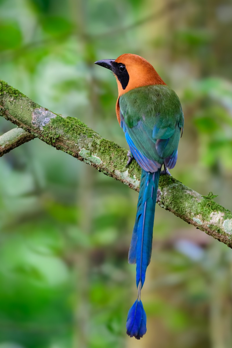 Rufous Motmot - ML620494617