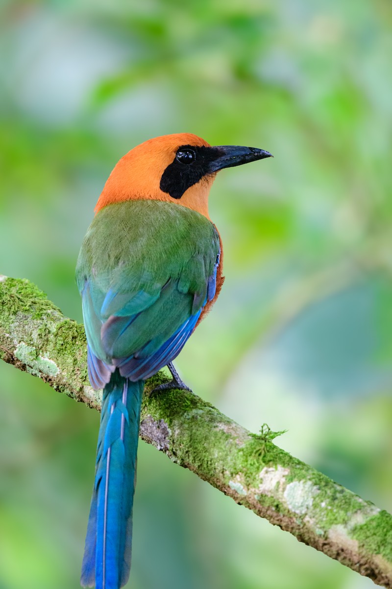 kanelmotmot - ML620494621