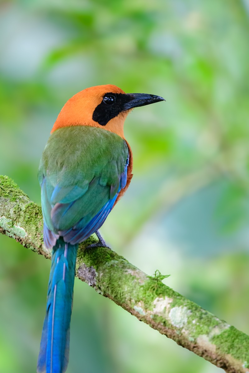 Zimtbrustmotmot - ML620494622