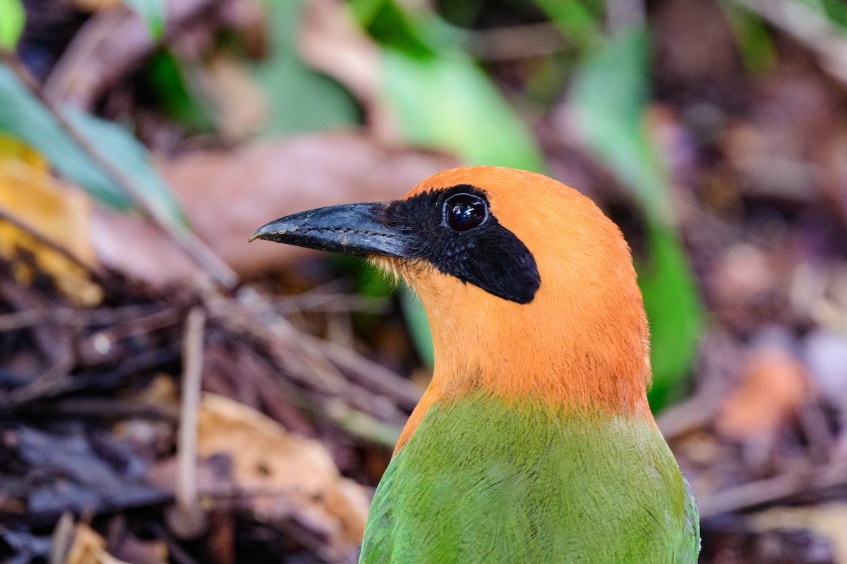 Rufous Motmot - ML620494624