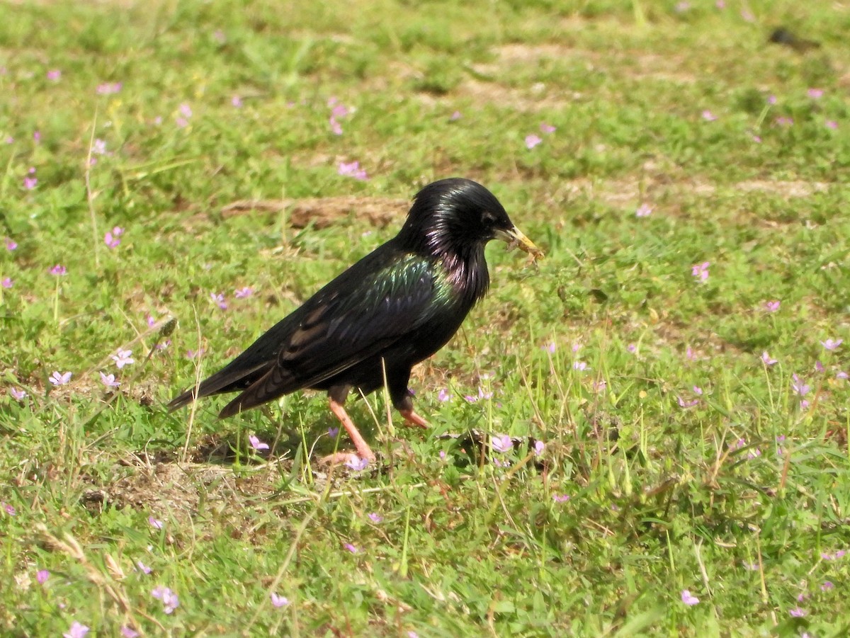 European Starling - ML620494626