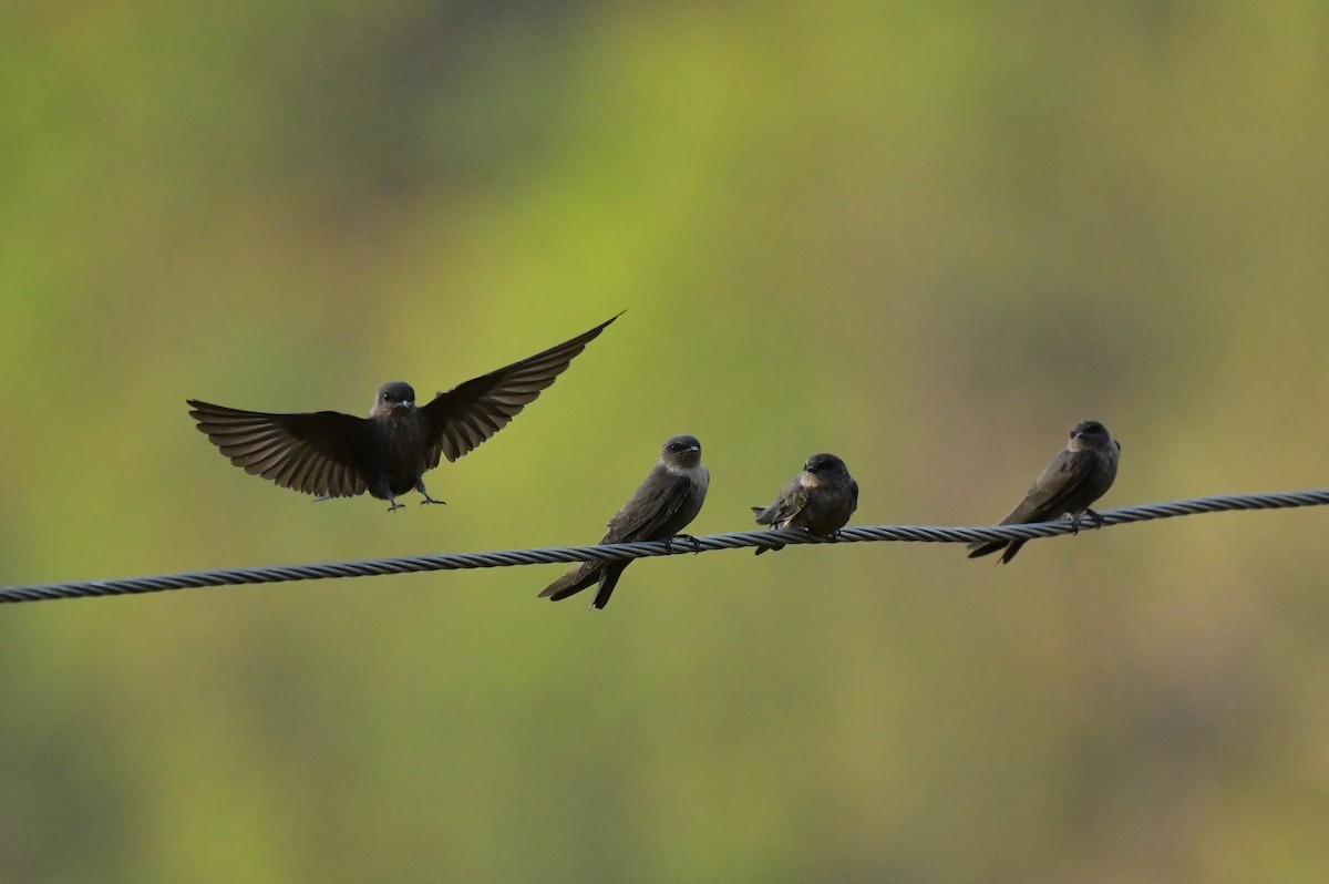 Dusky Crag-Martin - ML620494628