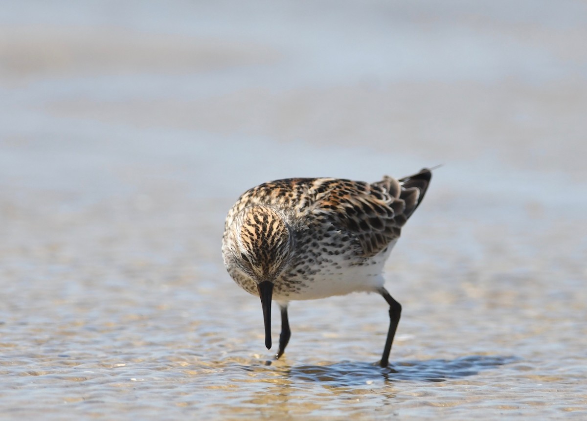 Weißbürzel-Strandläufer - ML620494630