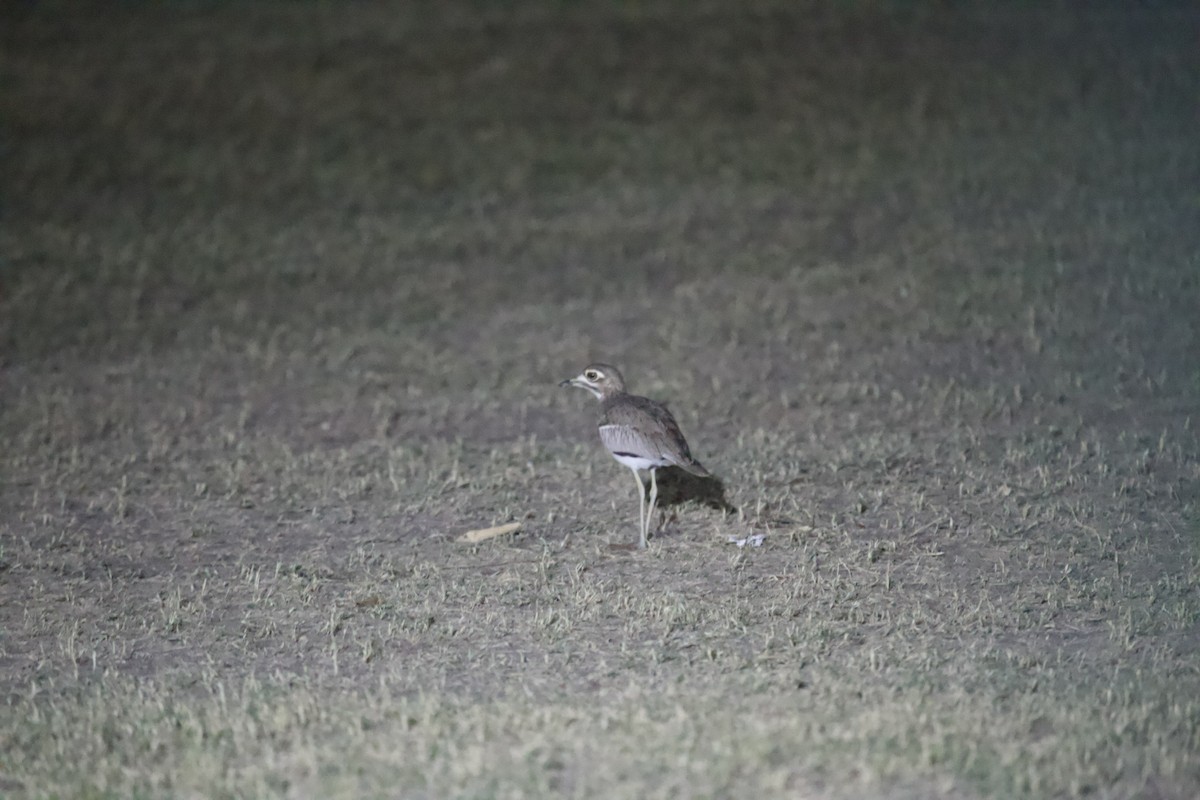 Water Thick-knee - ML620494631