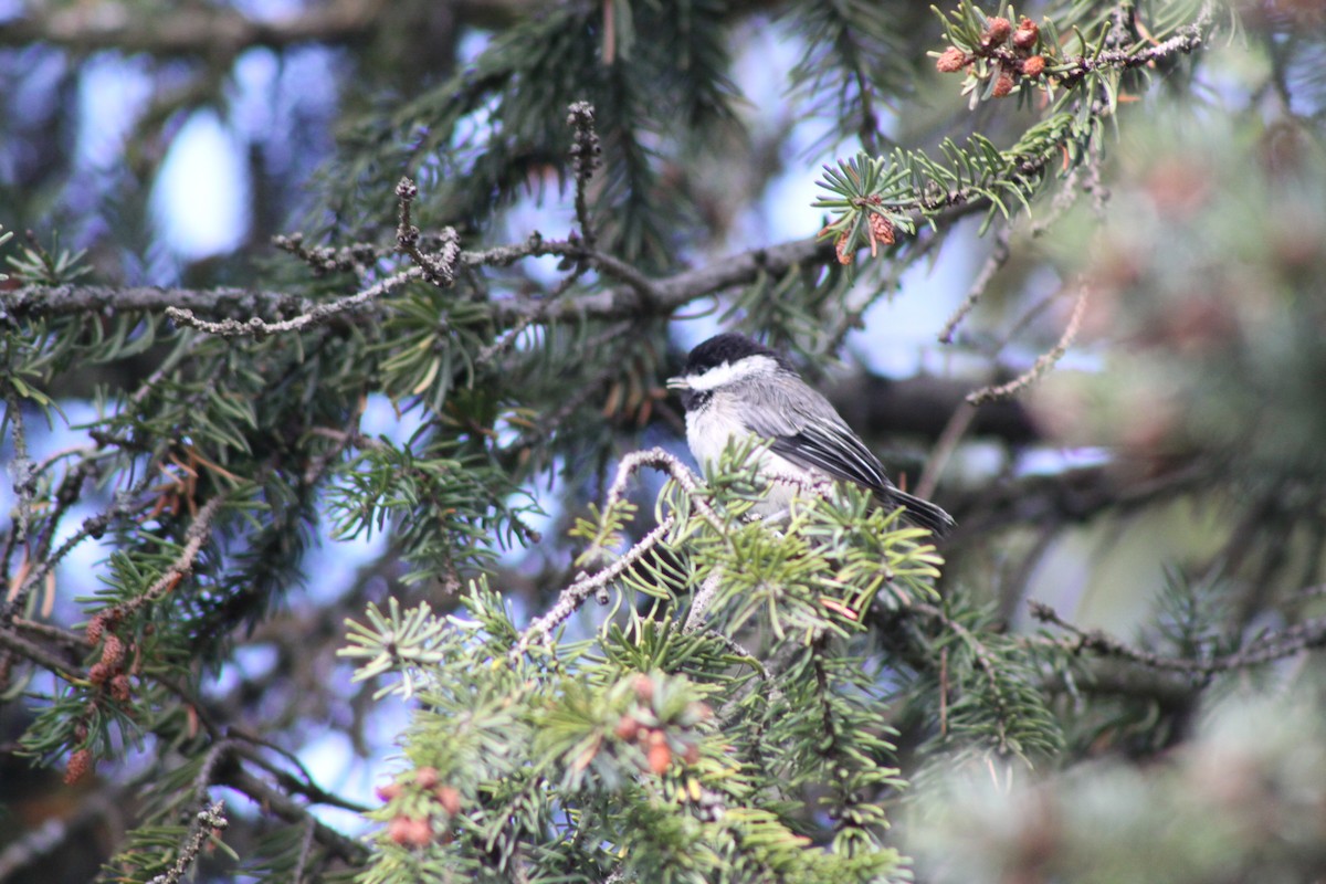 Black-capped Chickadee - ML620494632