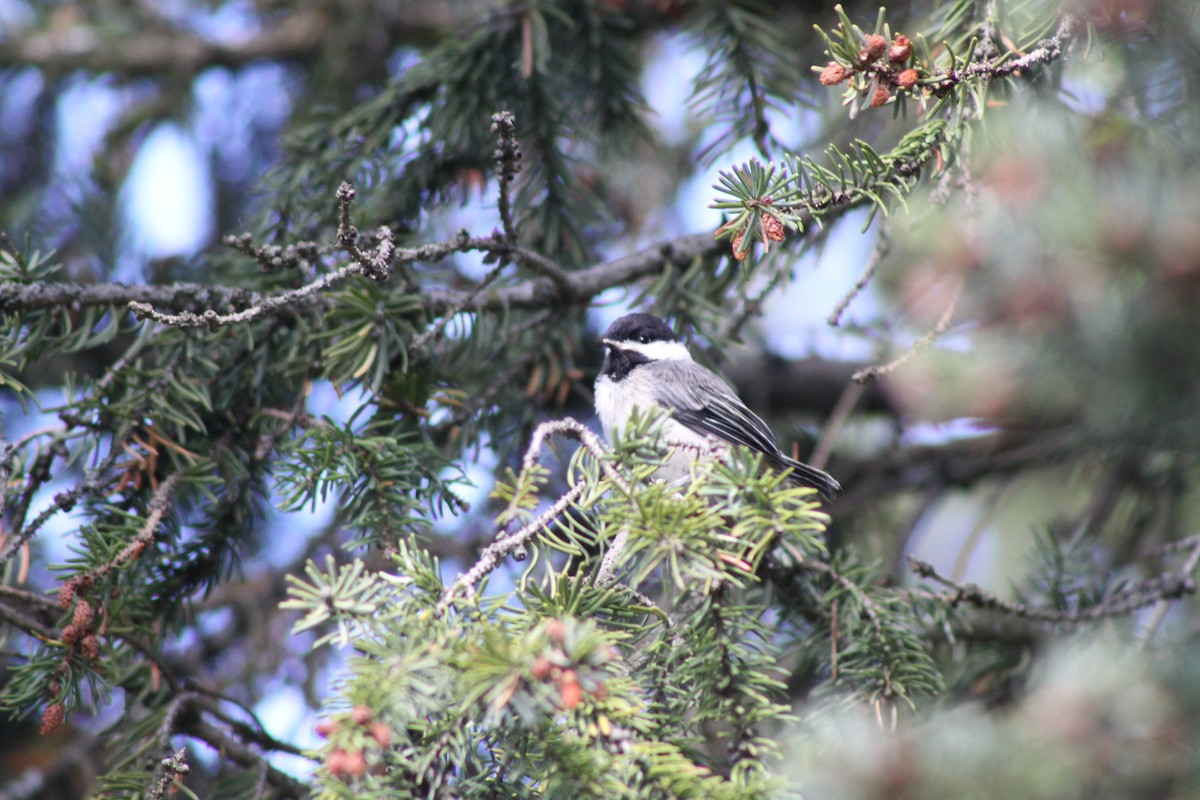 Black-capped Chickadee - ML620494633