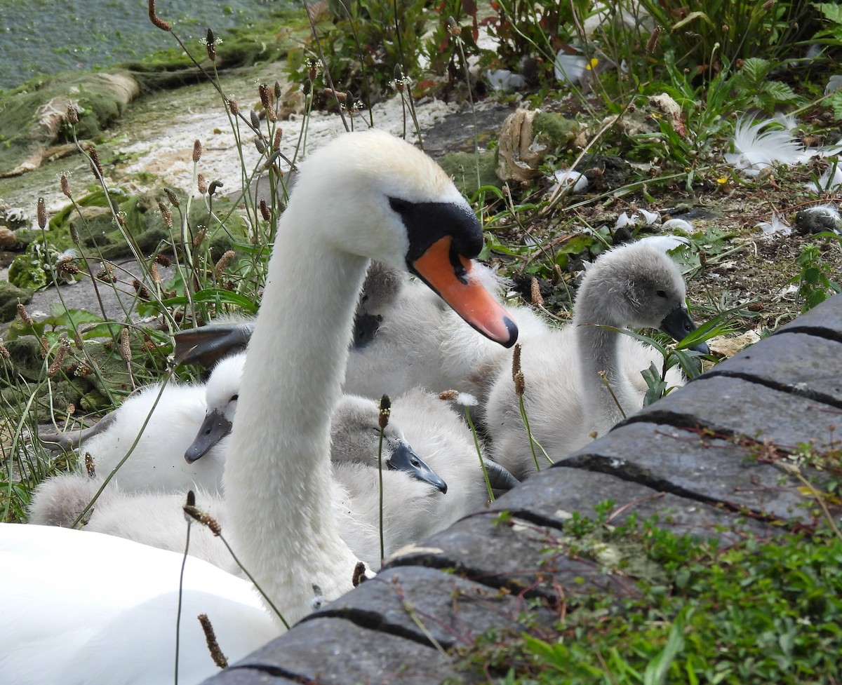 Cygne tuberculé - ML620494636