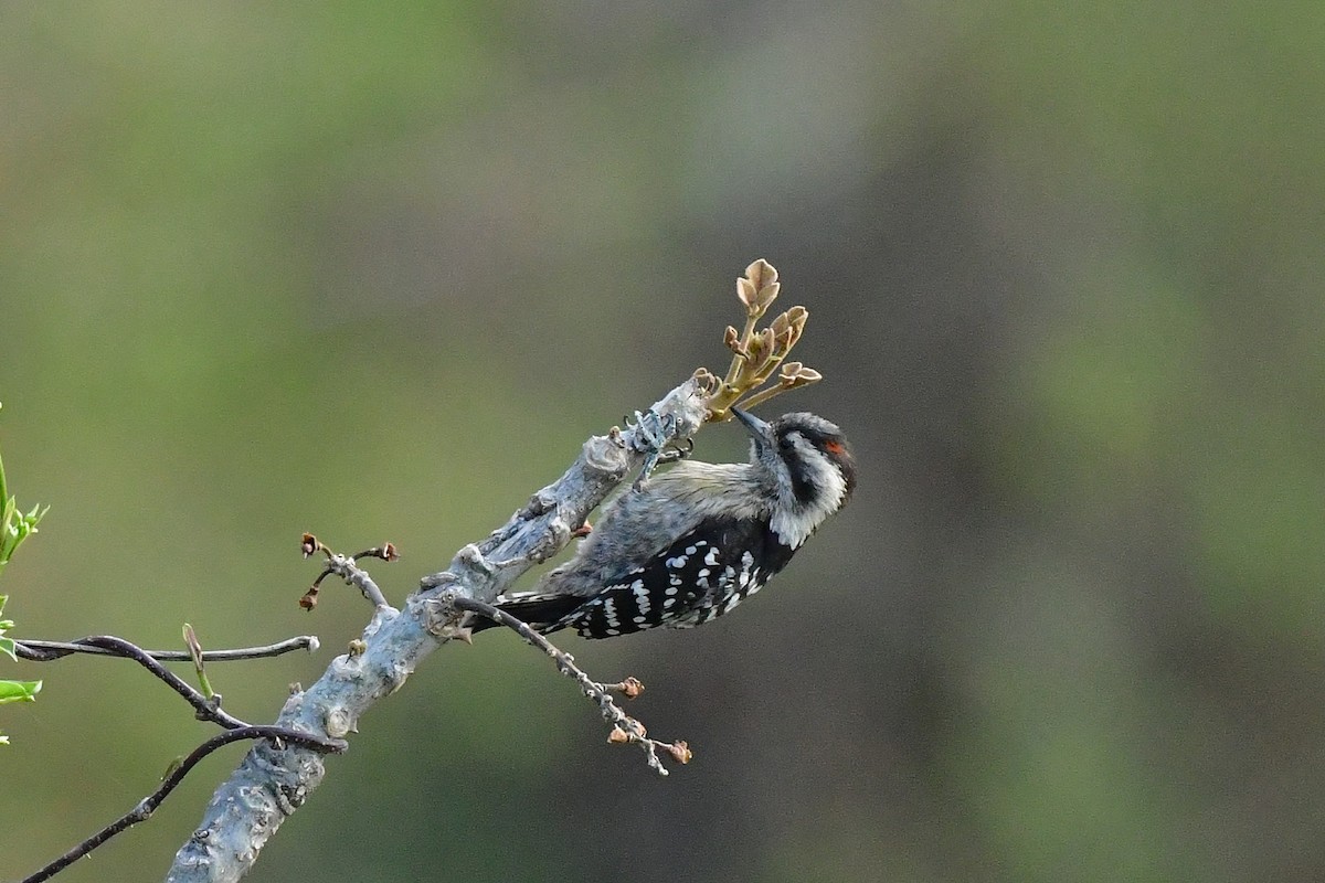 Gray-capped Pygmy Woodpecker - ML620494640