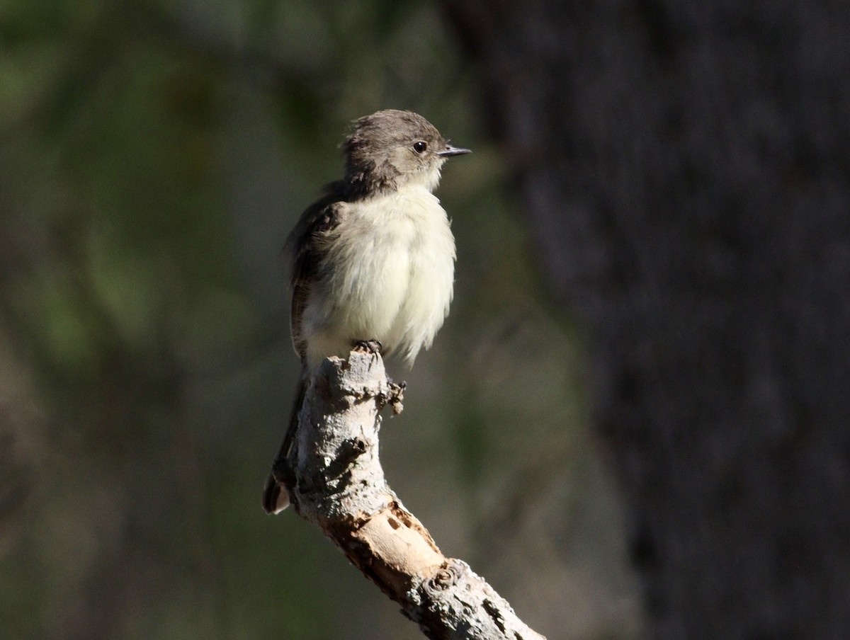 Eastern Phoebe - ML620494642