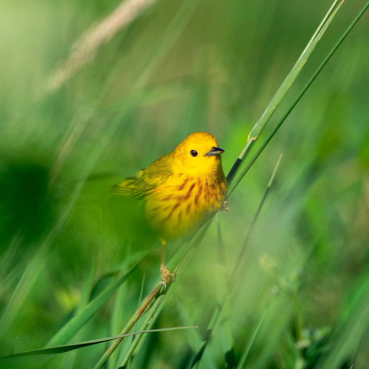 Yellow Warbler - ML620494645