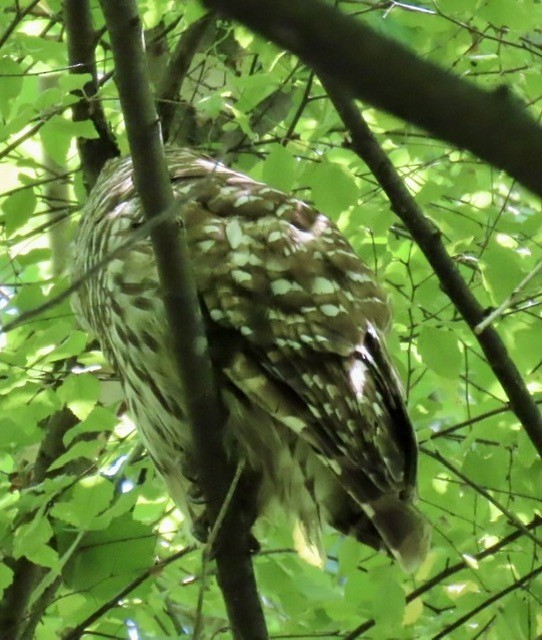 Barred Owl - ML620494647