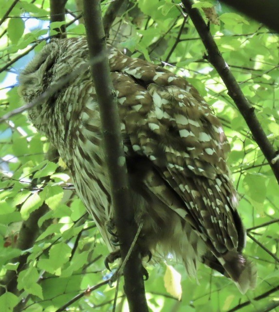 Barred Owl - ML620494649