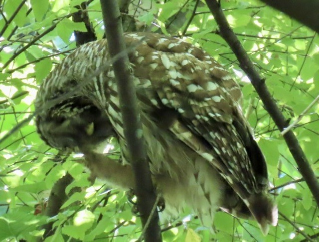 Barred Owl - ML620494650