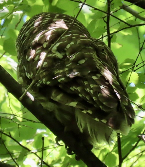 Barred Owl - ML620494651