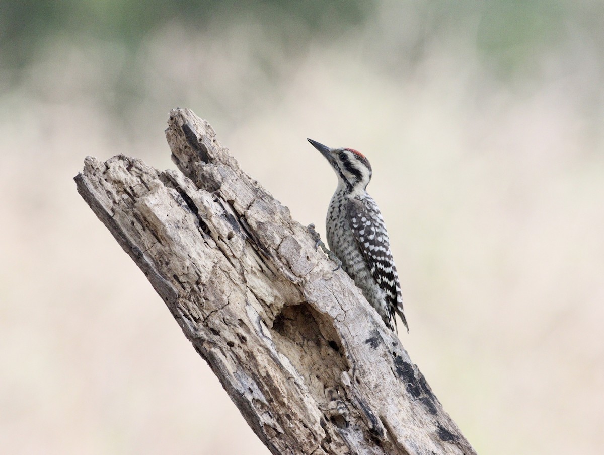 Ladder-backed Woodpecker - ML620494660