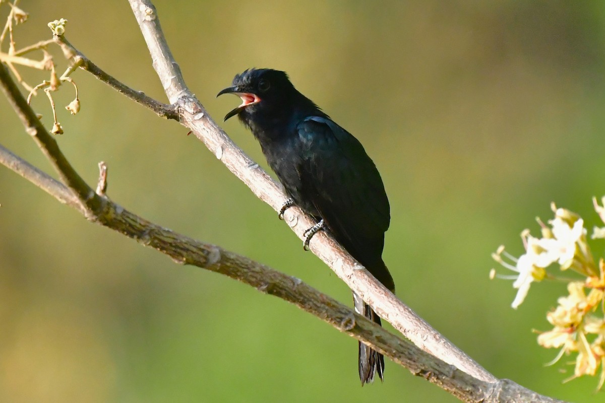 Square-tailed Drongo-Cuckoo - ML620494661