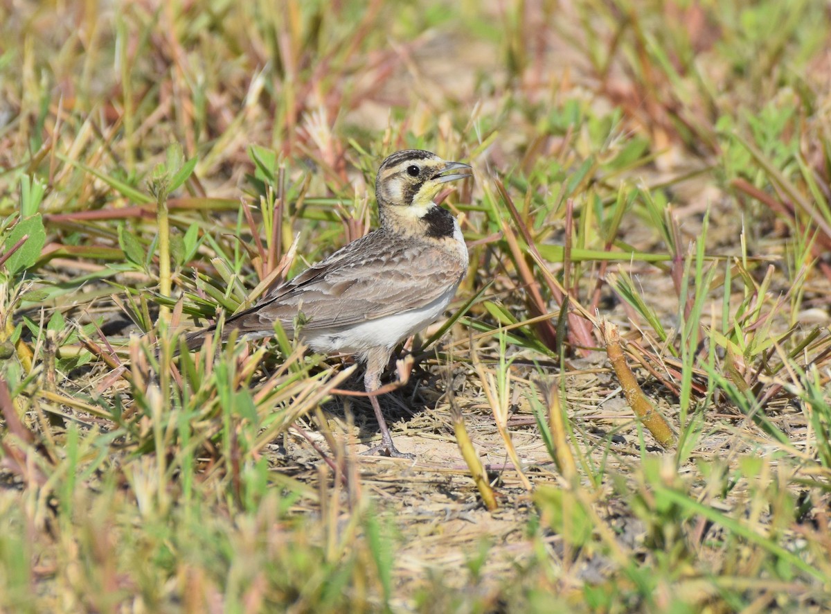 Horned Lark - ML620494664