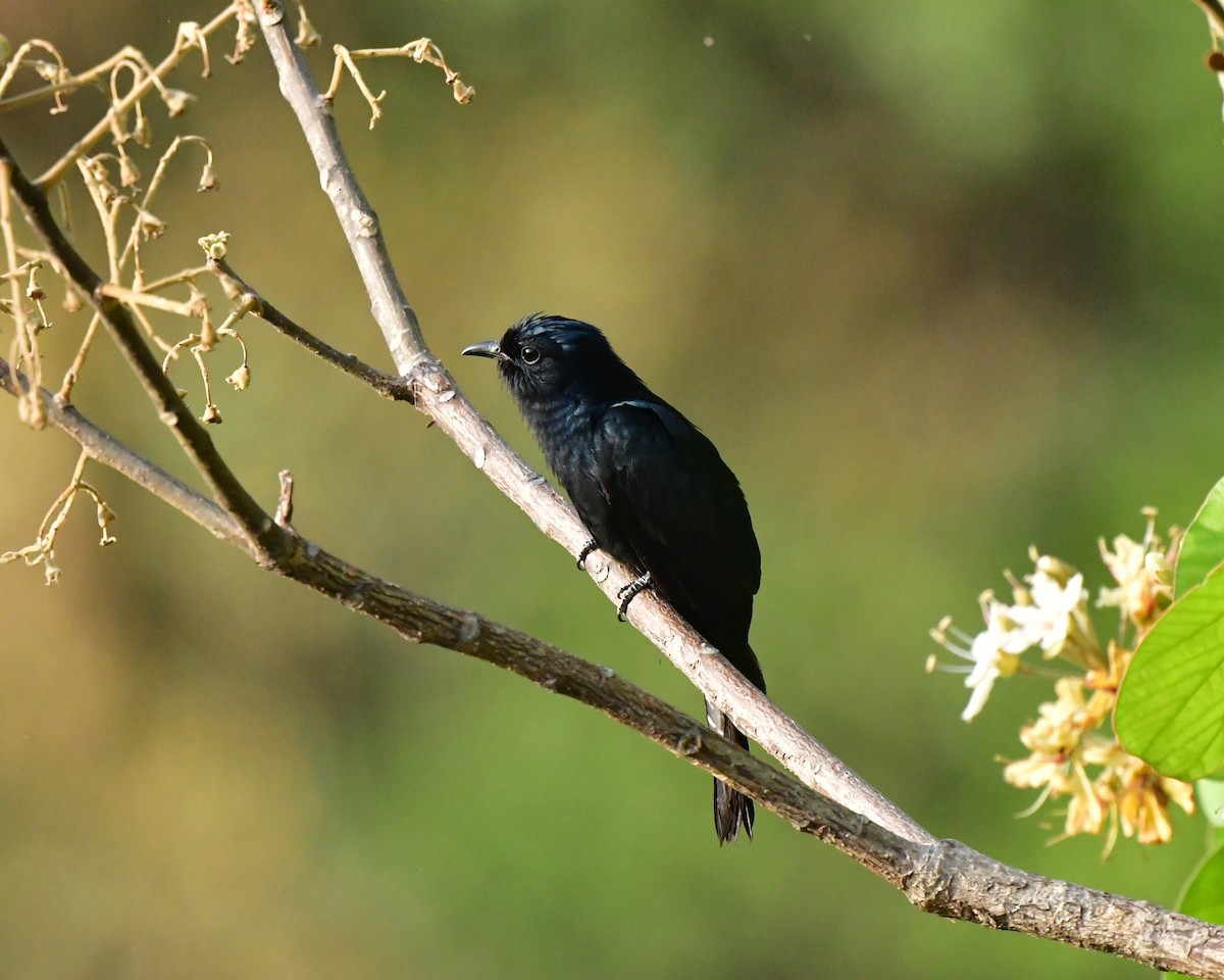 Square-tailed Drongo-Cuckoo - ML620494665