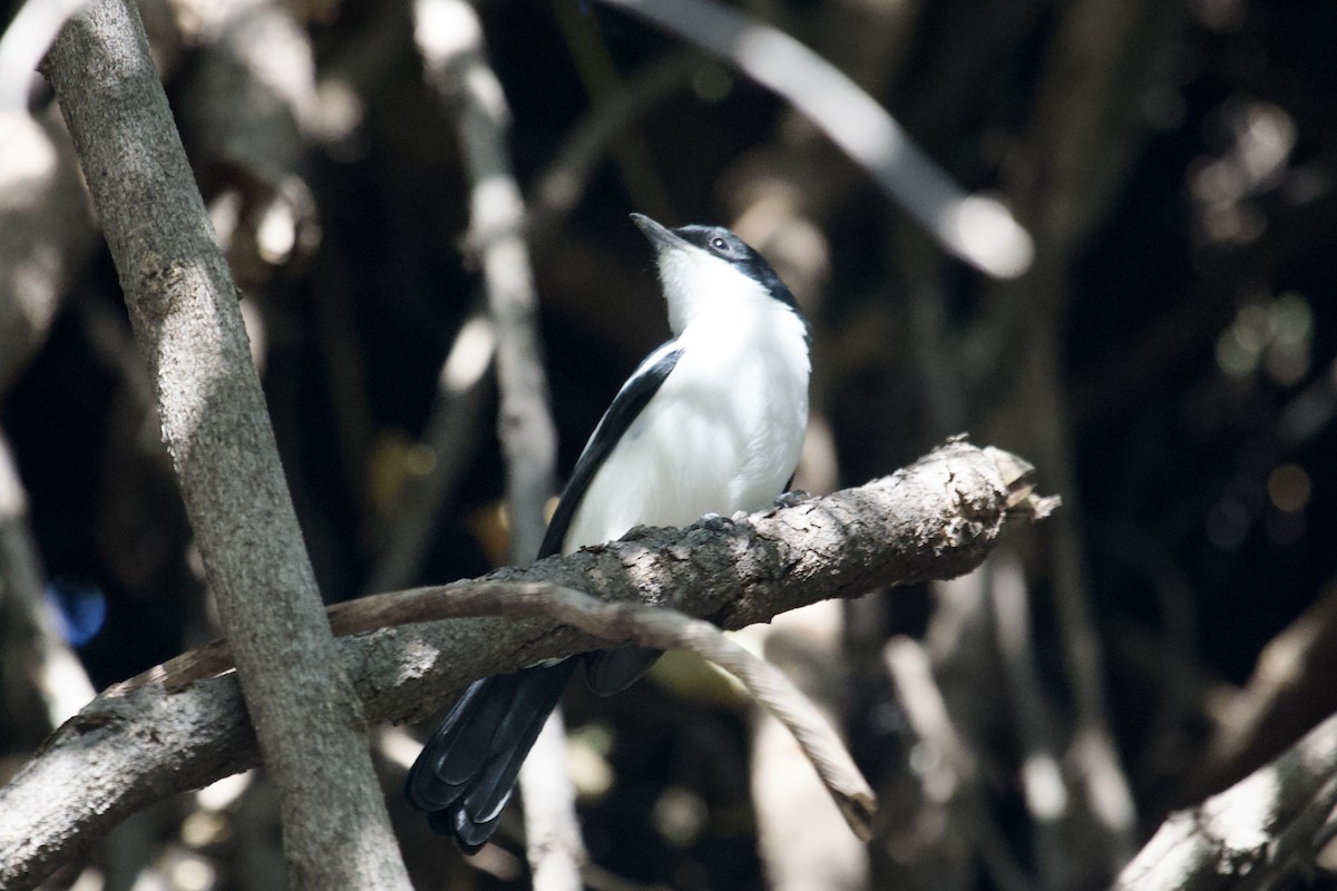 Black-backed Puffback - ML620494670