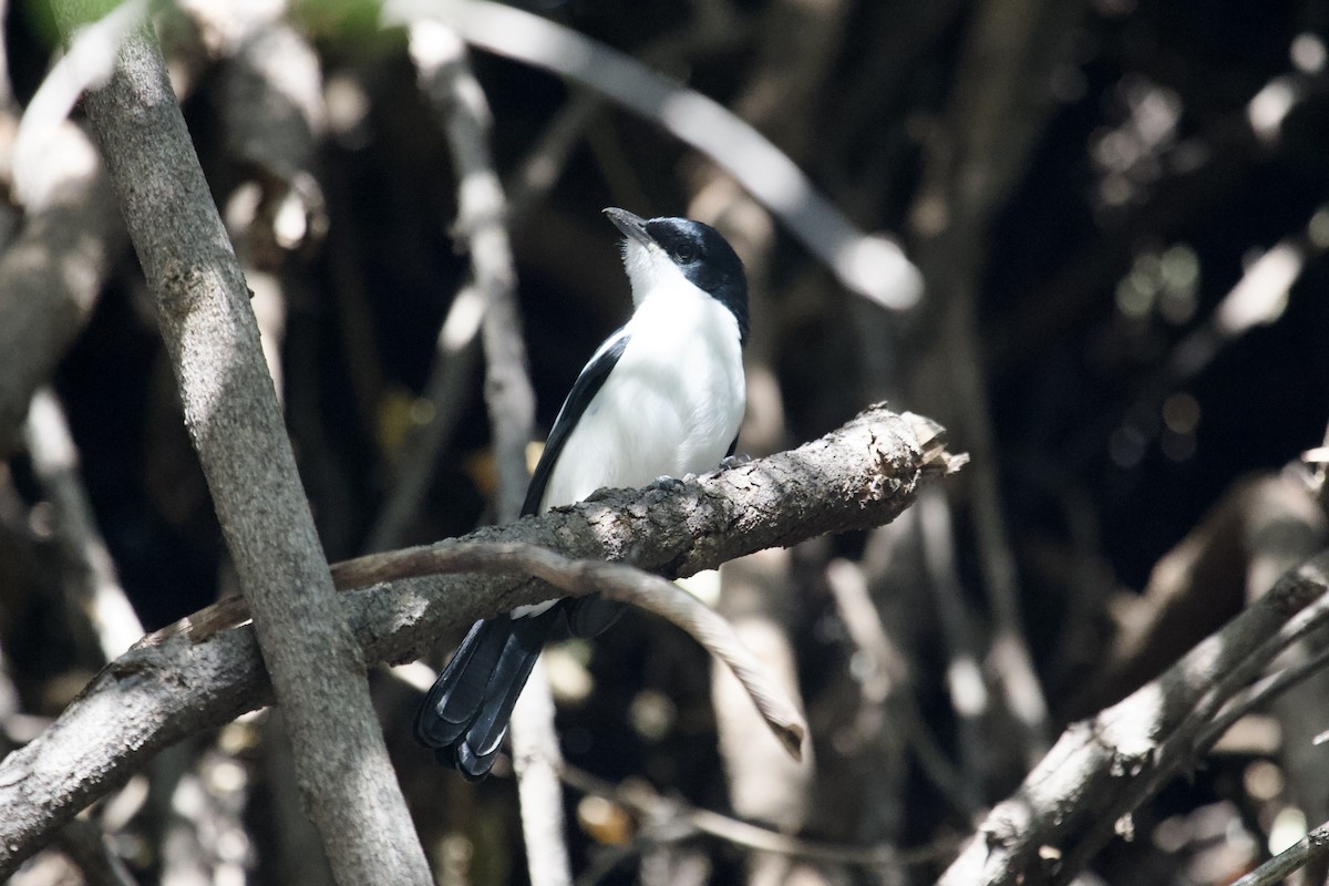 Black-backed Puffback - ML620494671