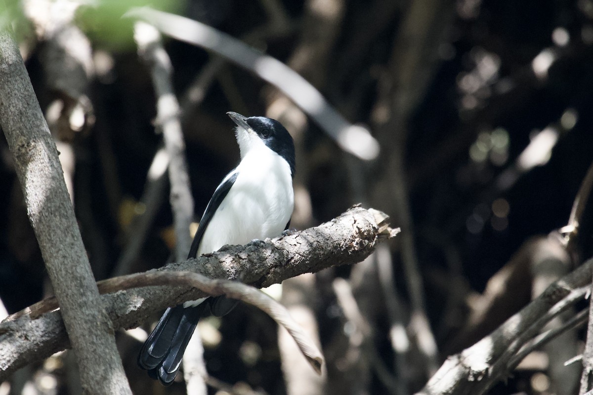 Black-backed Puffback - ML620494672