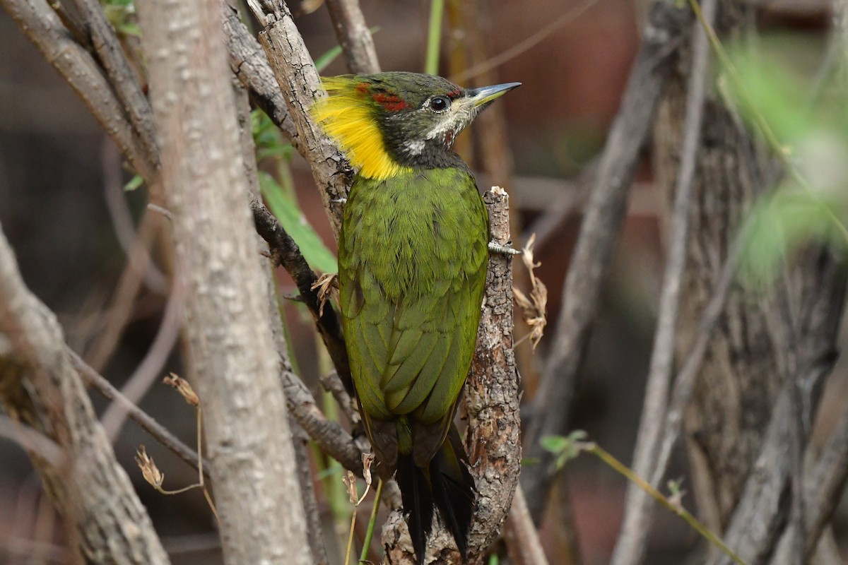 Lesser Yellownape - ML620494673