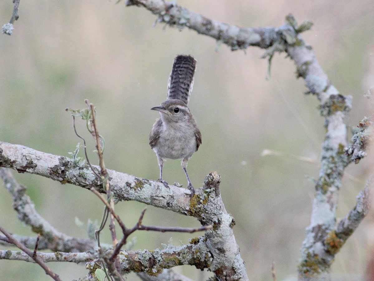 Carolina Wren - ML620494674