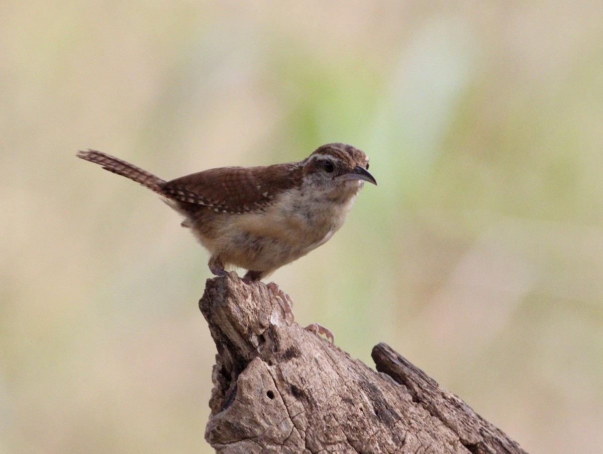 Carolina Wren - ML620494675