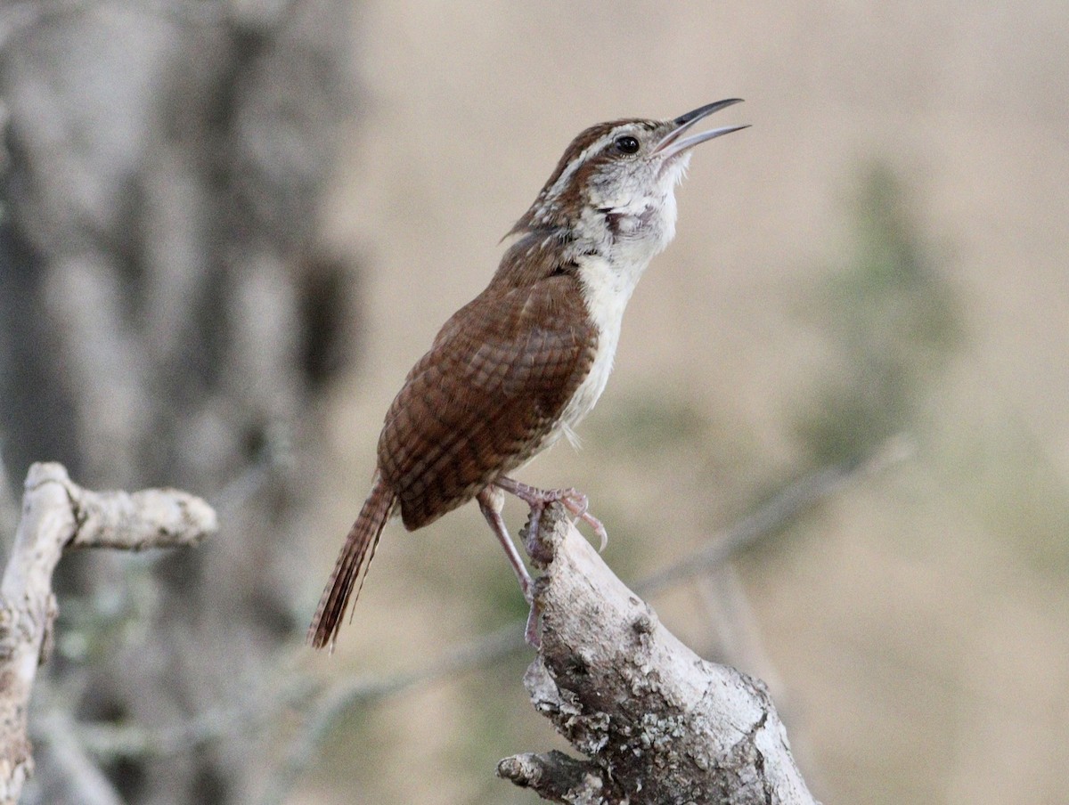 Carolina Wren - ML620494676