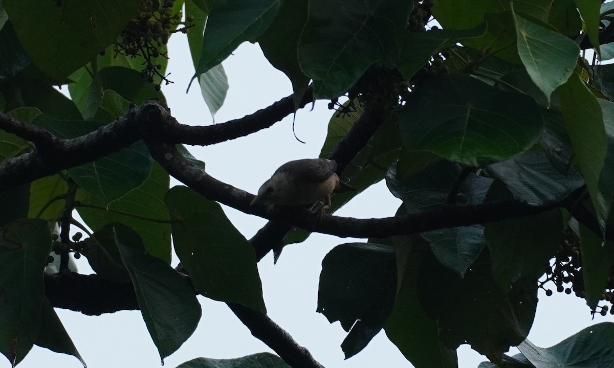 Malabar Starling - ML620494679