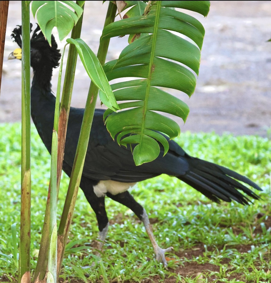 Great Curassow - Debbie Crowley