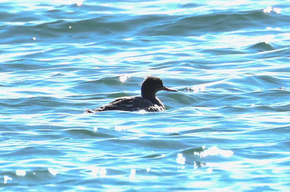 Red-breasted Merganser - ML620494681