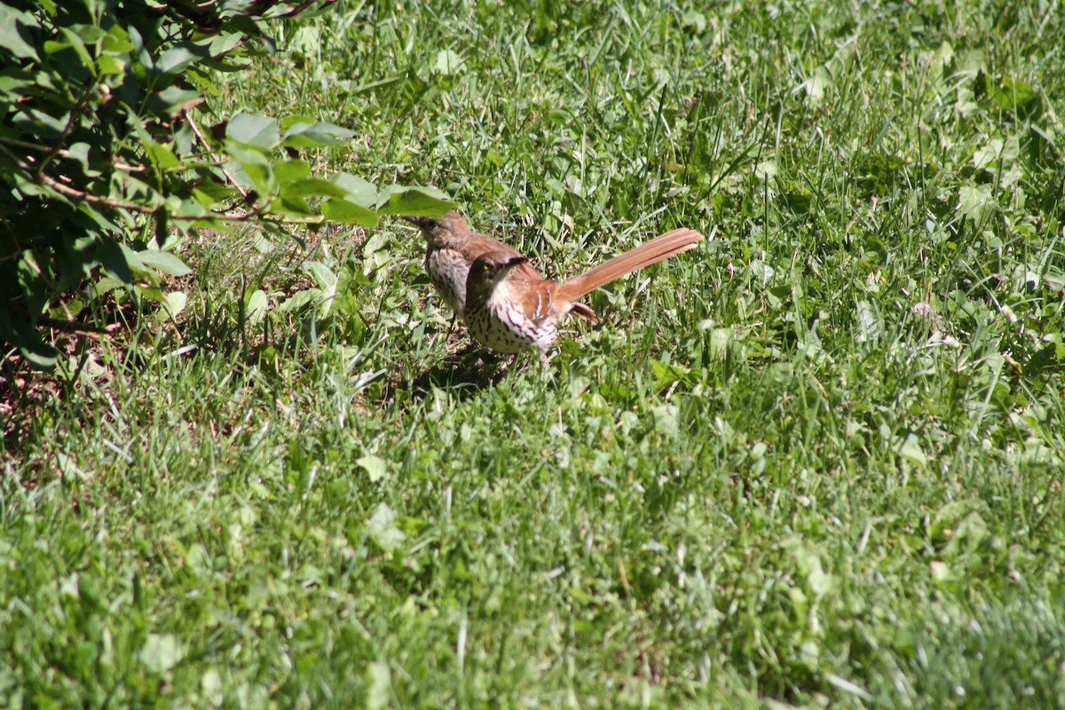 Brown Thrasher - ML620494699