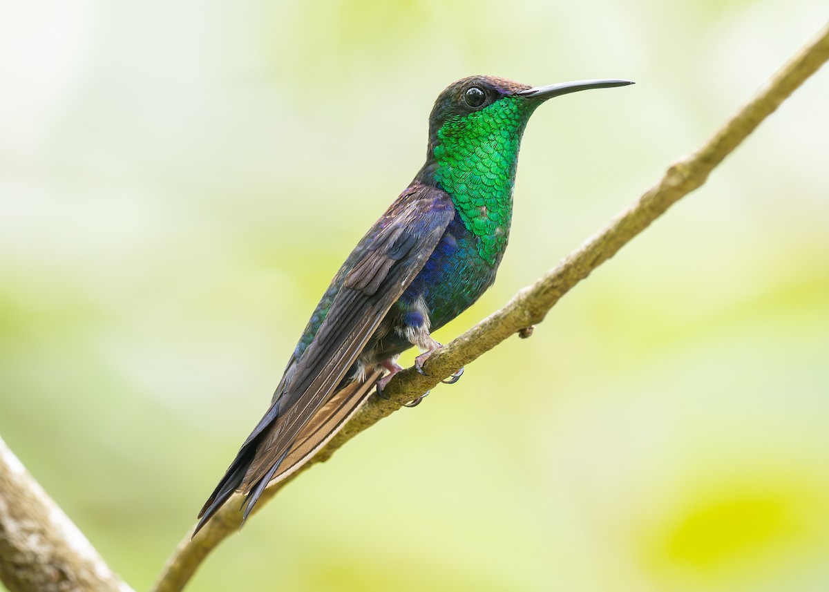 kolibřík vidloocasý - ML620494703