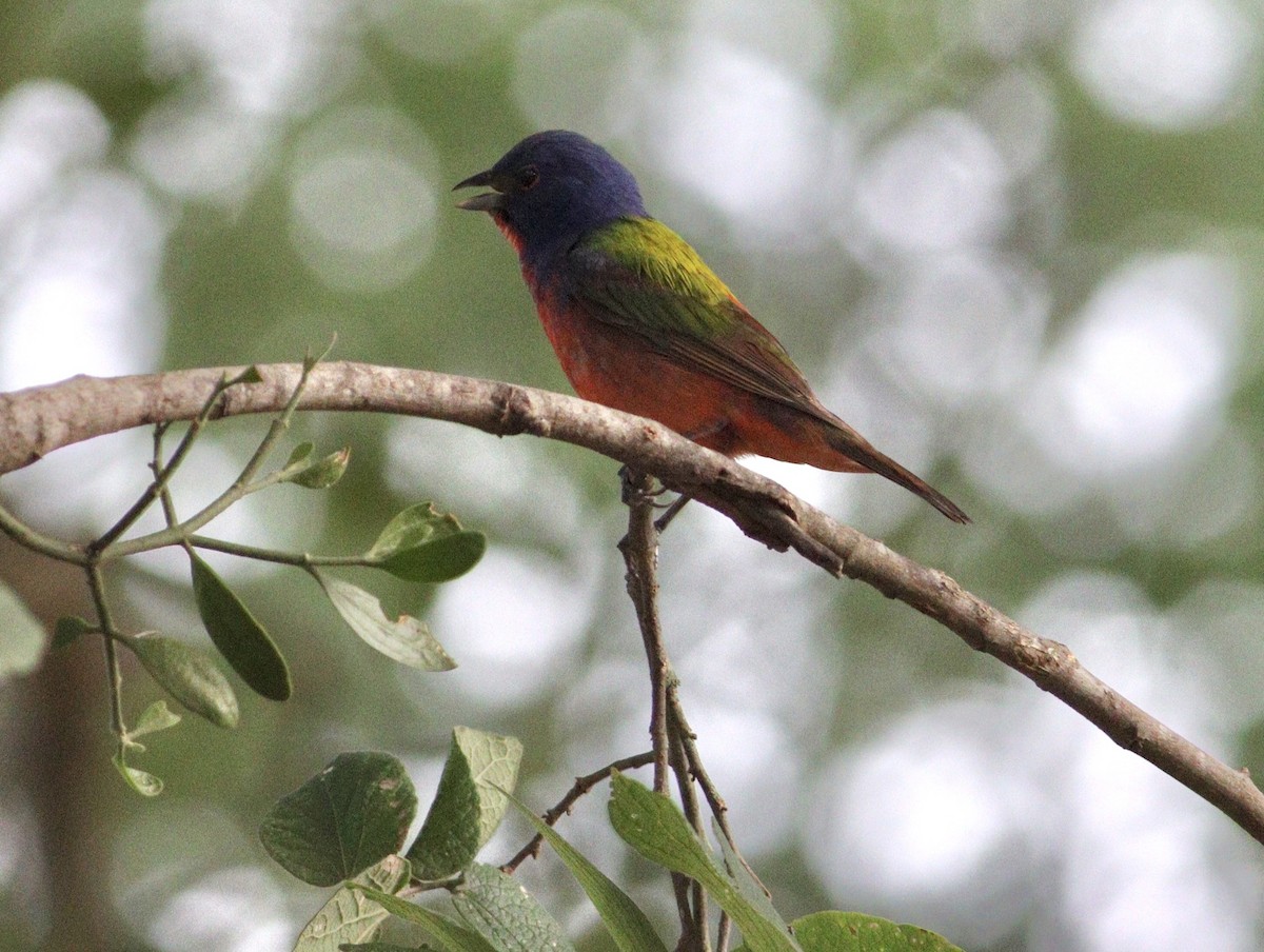 Painted Bunting - ML620494711