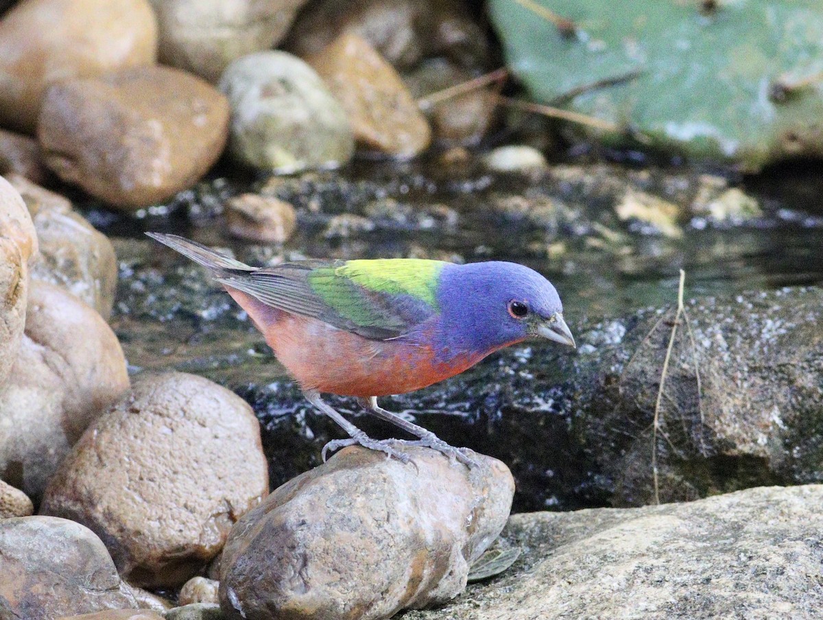 Painted Bunting - ML620494712