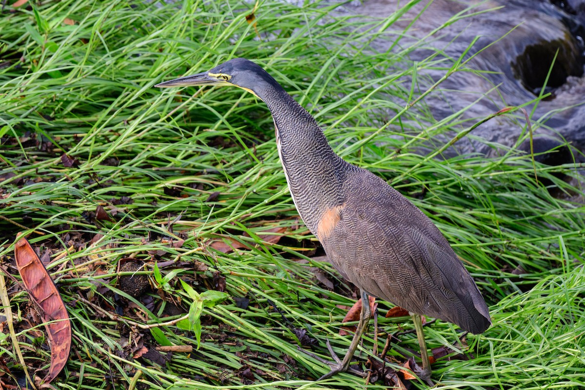 Bare-throated Tiger-Heron - ML620494717